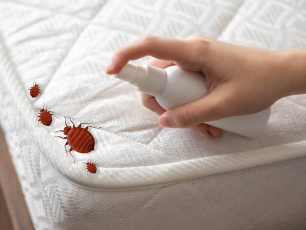 Best Bed Bug Extermination  in Addison, IL